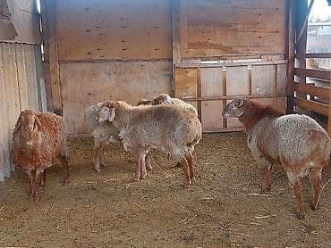 Айыл-чарба жаныбарлары: Сатам | Ургаачы кой (ургаачы) | Көбөйтүү үчүн | Асыл тукумдуу — 1