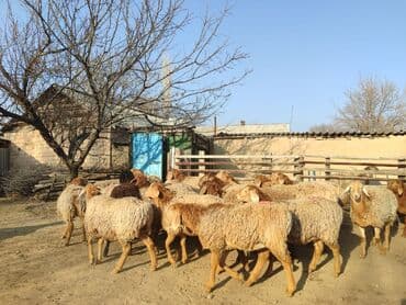 домик для кошки на улицу: Продаю | Ягненок | Для разведения | Ярка — 4