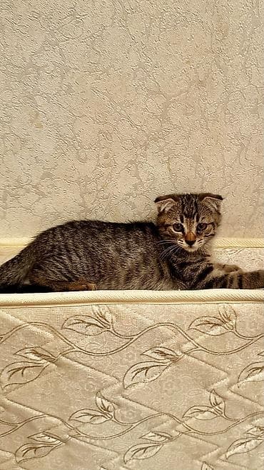 Продажа кошек: Скотиш Фолд (Шотландская вислоухая), 4 месяца, Мальчик, Приучена к лотку — 2