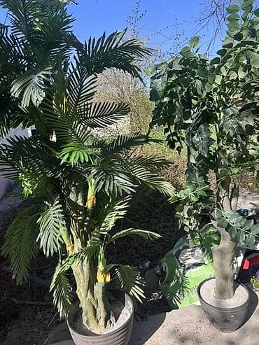 комнатная цветы: Набор искусственных растений, включающий пальму и лиственное дерево — 1