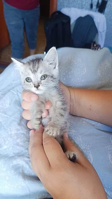 кошки милые: Кошка даром: Беспородная, 2 месяца, Мальчик, Приучена к лотку — 2
