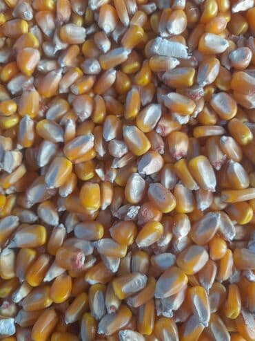 черный ящик: Кукуруза Жугору Мака Оптом 500 тонна Сухой Кургак Кукуруза, зерно - — 4