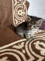 в связи с переездом отдам попугая жако в добрые руки: От дам в добрые руки ! — 5