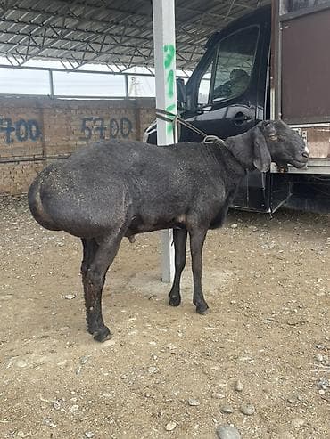 продаю лимузин: Продаю | Баран (самец) | Для разведения | Осеменитель — 1