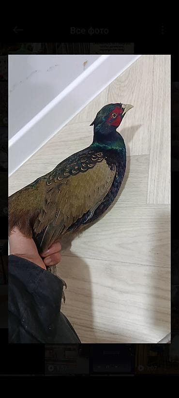 трекер для животных: Фазан охотничий (самец), декоративная живая птица. Особенности: - — 1