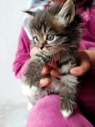 малинкий кошка: Котята, пушистые тигрята с белыми «носочками» и мягкими лапками — 4