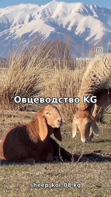 кыргыз недвижимости: Ищу партнёра/инвестора в проект по овцеводству в Чуйской области. Что — 2