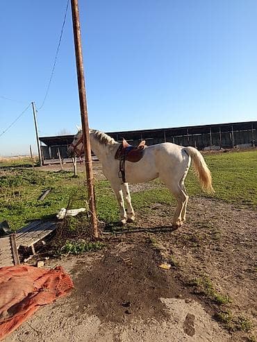 ржавая кошка цена: Продаю | Конь (самец) | Рабочий — 3