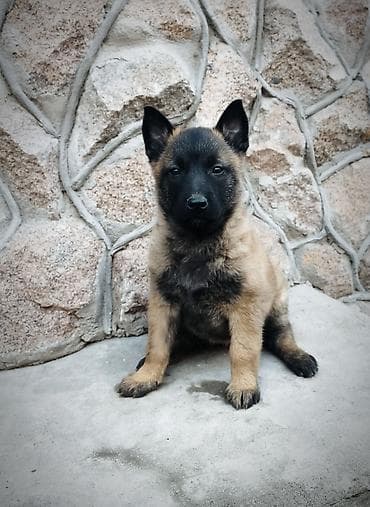 собака овчарки: Бельгийская овчарка, 2 месяца, Самка, С прививкой, С родословной — 3