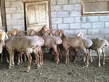 бараны котные: Продаю | Баран (самец) | Арашан — 2