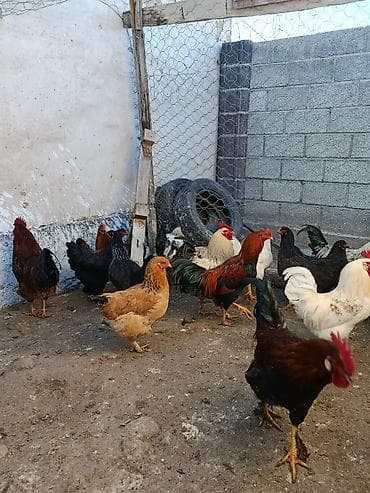 несушки курица: Продаю | Куры | Домашняя | Несушки — 6