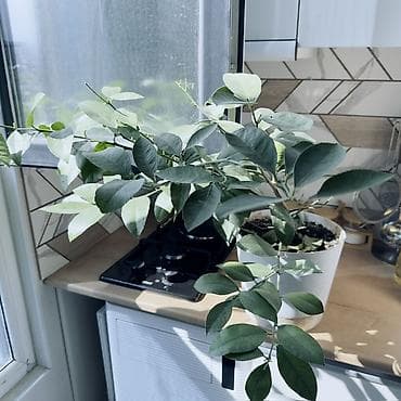 В связи с переездом срочно продаю комнатный цитрус в горшке — ЛИМОН