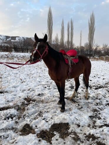 уй сан: Продаю | Жеребец | Рабочий — 8