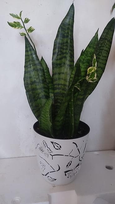 распродажа гаражная: Распродажа комнатных растений!🪴🌵🌱 в горшках от 150с.! — 3