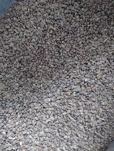 королевский абрикос: Беде урук местный МежатинскийКара балта, 90 процент дарыланган — 10