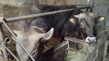 Продаю | Бык (самец) | Швицкая | На откорм | Искусственник