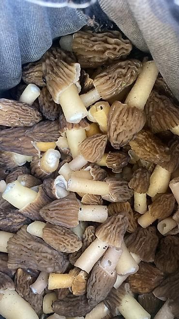 Сморчки свежесобранные, очищенные и отсортированные по размеру. Шляпки