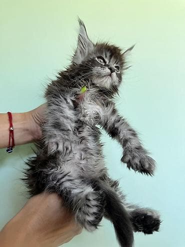 кошка регдолл: Мейн-кун, 1 месяц, Мальчик, Приучена к лотку, Проглистована, С документами — 8