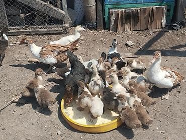 каракол животное: Продаю 🦆 с утятами (индоутки) 15 шт. домашние сами выводят. возраст — 1