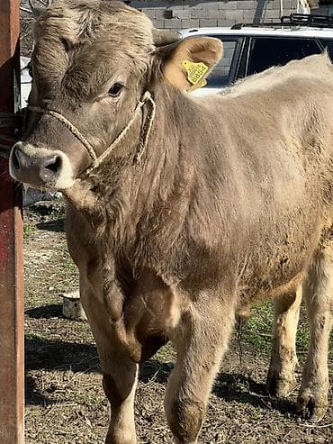 тай сатам: Сатам | Бука (эркек) | Швиц | Бордоп семиртүү үчүн | Байланган — 2