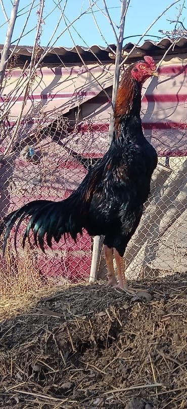 ветеринар каракол: Сатам | Короздор | Тебиштирүүчү | Көбөйтүү үчүн — 2