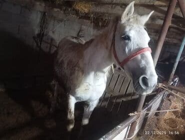 Ковролин: Сатам | Бээ (ургаачы) | Жумушка — 1