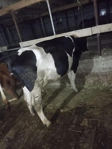 сухое молоко для животных: Продаю | Корова (самка) | Для молока | Привязанные — 5