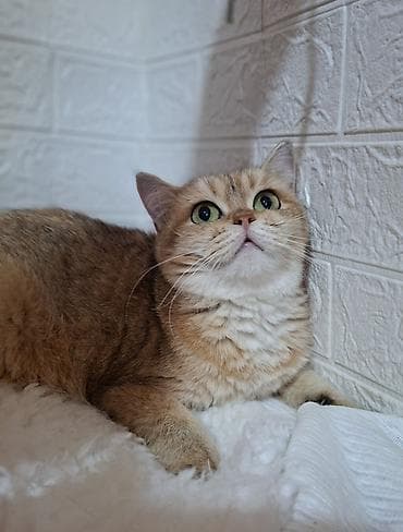 scottish fold: Скотиш Страйт (Шотландская прямоухая), 1 год, Девочка, Золотая шиншилла, Приучена к лотку, Проглистована — 4