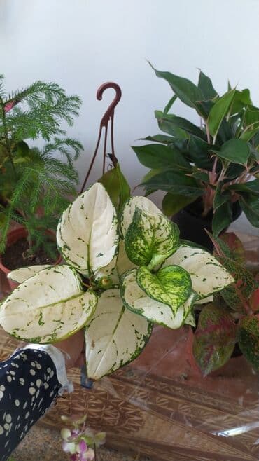 декорации для аквариума: Фикус, бугенвелии, аглаонемы, калатеи, Сансивьера, диффенбахия — 10