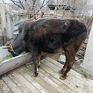 откорм: 2 жаштык кунаажын сатылат — 3