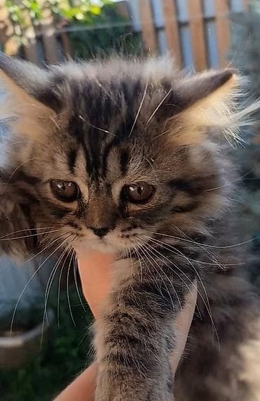 Котенок 4 месяца,шотландский хайленд страйт,ноходится в Канте — 3