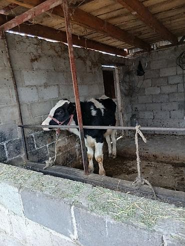 жирныйе телки: Продаю | Бык (самец) | Голштин | На откорм | Привязанные — 5