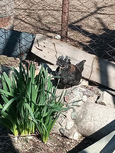 пирес чоп: Цыплята4месяца в июле начнут нестис яйцо 2петуха 6 курочек только — 2