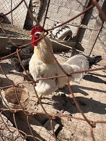 Продаю | Петух | Домашняя | Для разведения