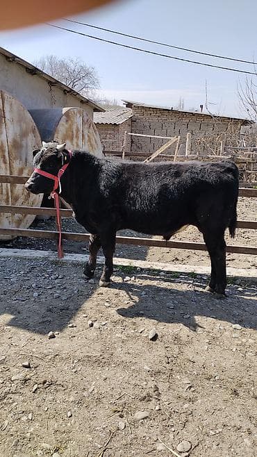 купить собаку бишкек: Продаю | Бык (самец) | Бельгийская | На откорм | Привязанные — 9