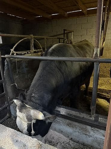 кормы для рыбы: Продаю | Бык (самец) | На откорм | Привязанные — 3