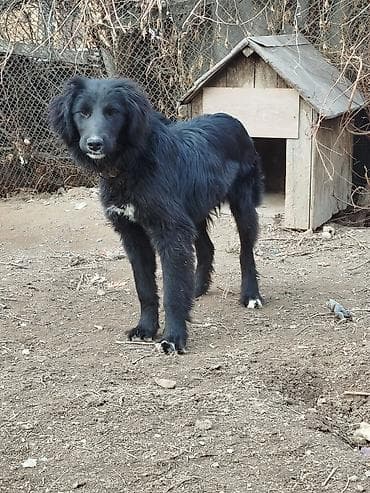 волкодав собака: Собака даром: Тайган, 6 месяцев, Самец, С прививкой — 4