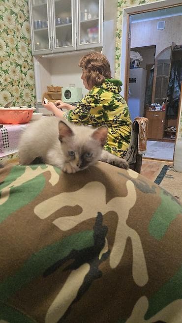 сиамский: Сиамская, 2 месяца, Девочка, Приучена к лотку — 5