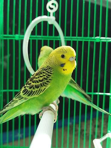 хомяк ош: Ассаламу алейкум Папугайлар пара🦜 сатылат! Клеткасы+жеми менен✅ — 1
