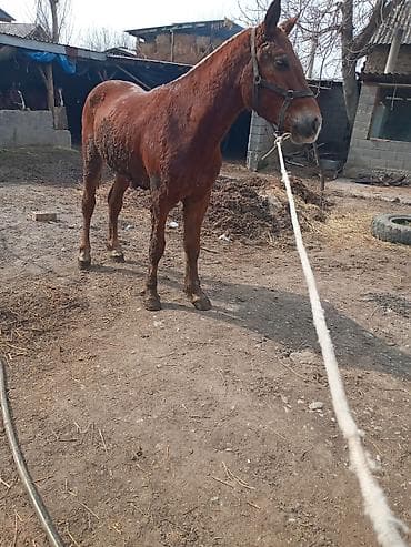 баран рамановский: Продаю | Кобыла (самка) | Рабочий — 4