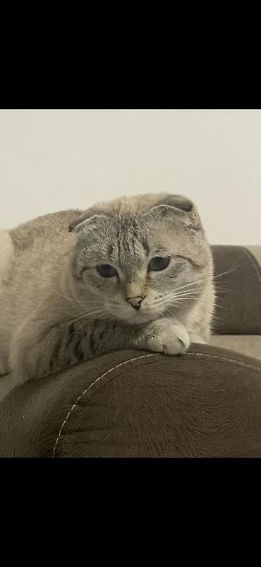 шотландский котята: Кошка даром: Скотиш Фолд (Шотландская вислоухая), 5 лет, Мальчик, Приучена к лотку — 1