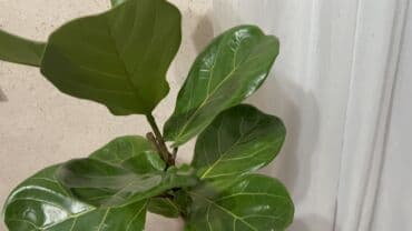 ножовка садовая: Фикус лирата (Ficus lyrata), комнатное декоративнолиственное растение — 4