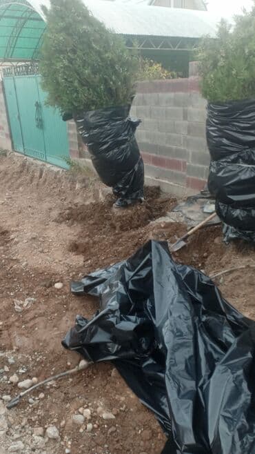 работу разнорабочий: Посадка,пересадка хвойных,карликовых,фруктовых,и декоративных — 10