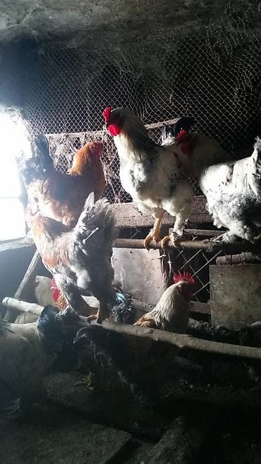 кане корсо цена: Продам петухов. цена 1000 сом. доставки нет. оплата наличными — 3