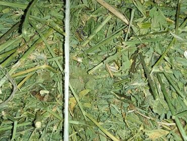 уй жаныбары: Продаю тюки клевера 3-укос. Тюки сухие, большие лежат под навесом — 2