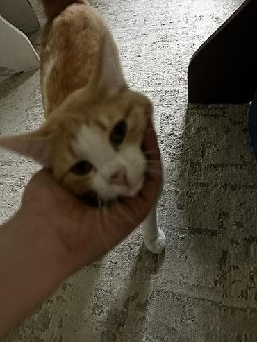 Үй жаныбарлары: Эркек, Лотокко барууга үйрөтүлгөн — 2