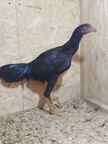 домик для кролика: Продаю | Куры — 4