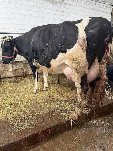 Продаю | Корова (самка) | Голштин, Алатауская | Для разведения, Для молока | Стельные, После отела, Привязанные