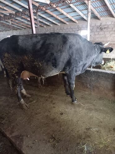 все о кошках британской породы: Продаю | Бык (самец) | Полукровка | На откорм | Привязанные — 5