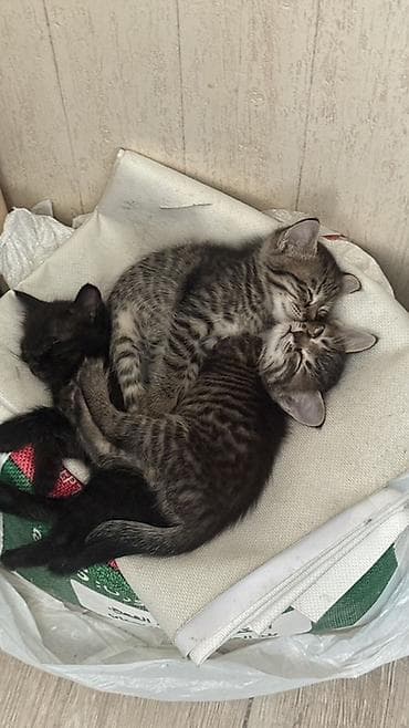 перо: Котята от домашней кошки Дарим Бесплатно в хорошие руки Окрас — 2